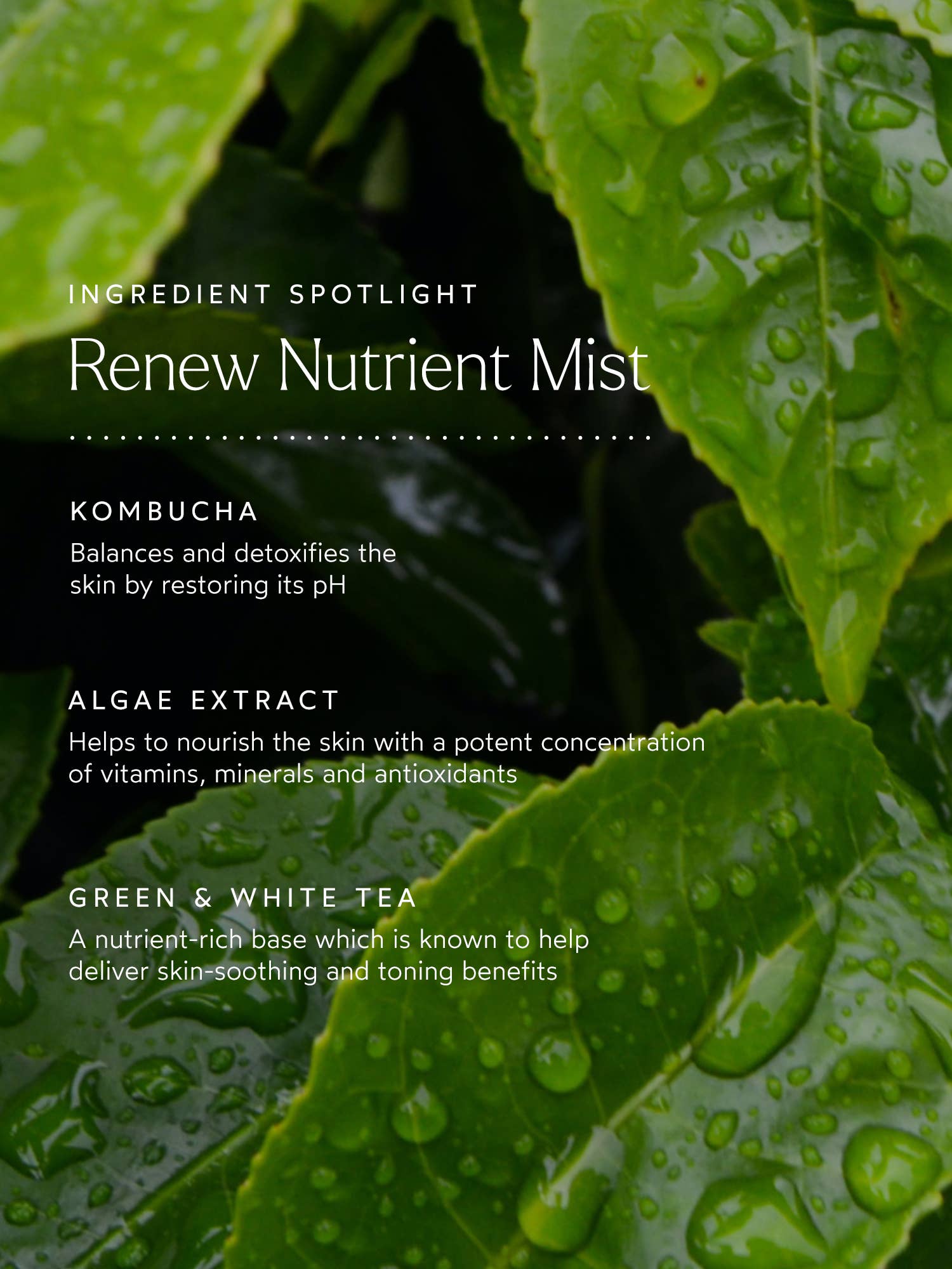 Renew Nutrient Mist: Full Size (1.7 fl oz | 50 ml)