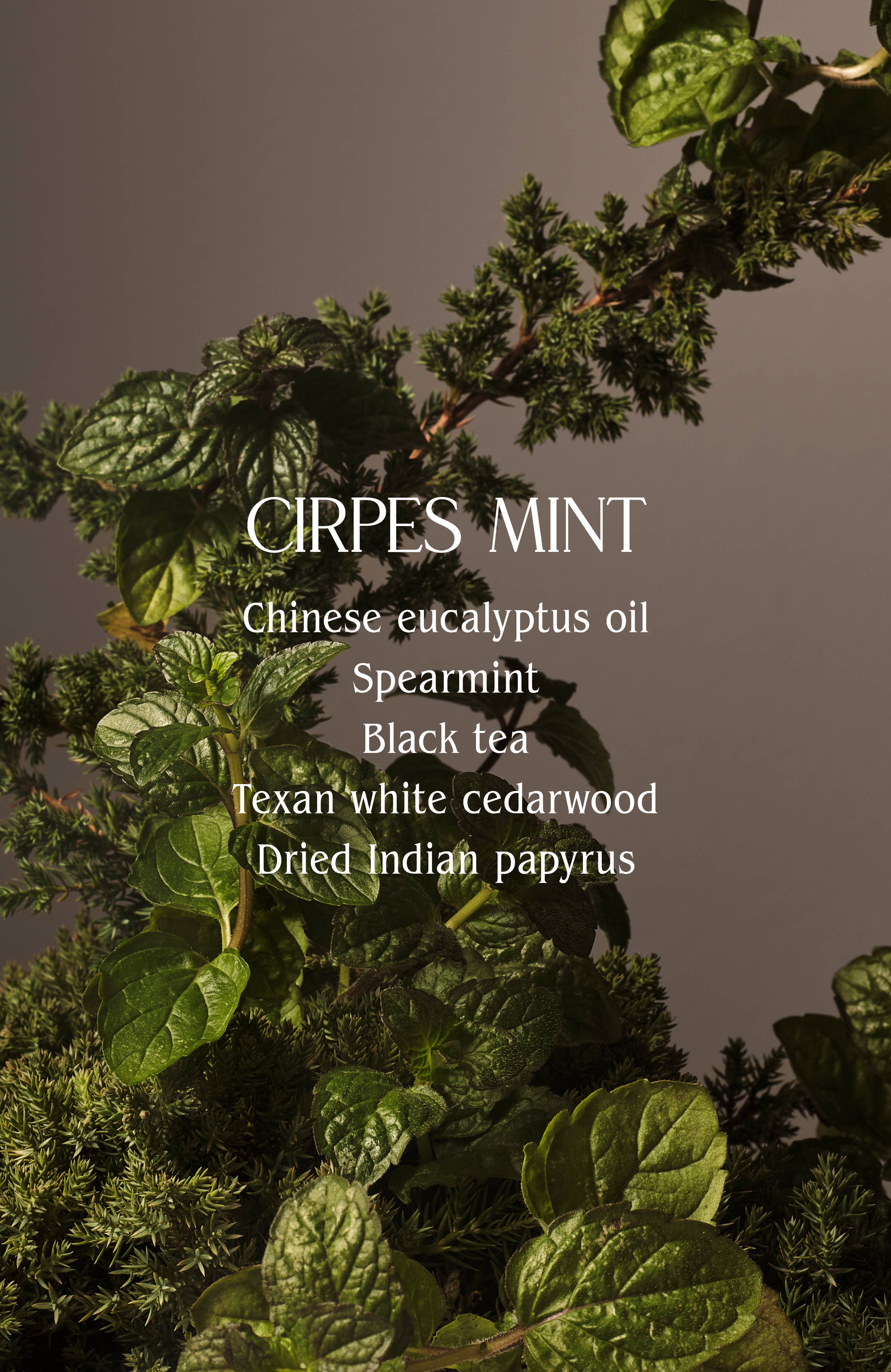 Hand Wash Refill | Sustainable, Eco-Friendly Care: Steeped Rose