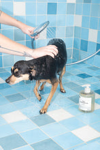 Pet Shampoo 01 "Taunt" | 18.6 Oz